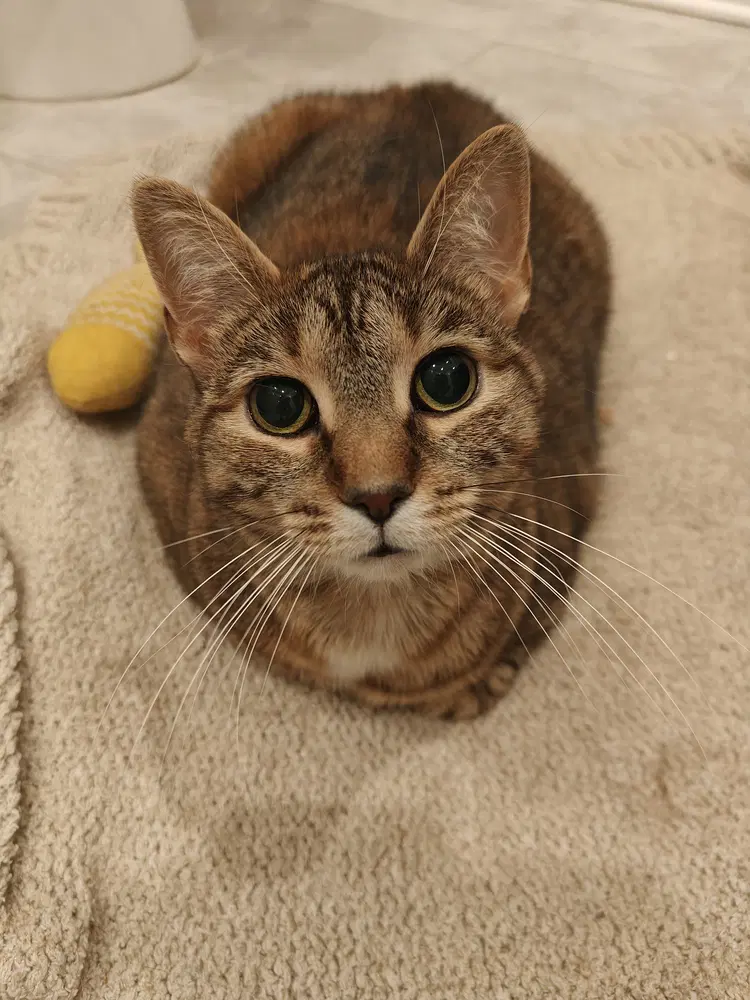 Emmy - Domestic Short Hair