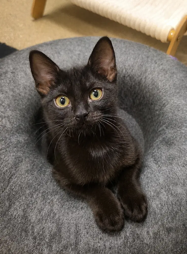 Chacha - Domestic Short Hair