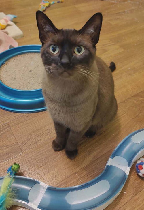 Photo 2 of Ms Kitty