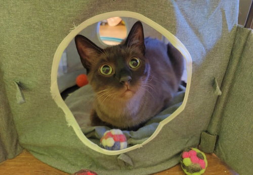 Photo 4 of Ms Kitty