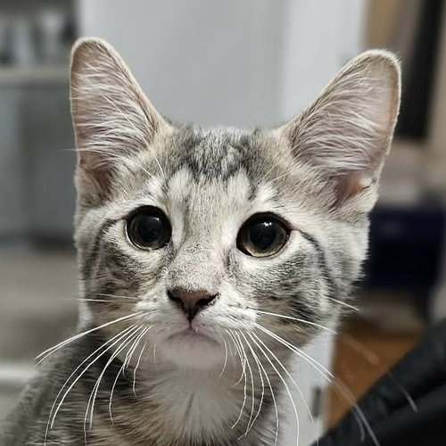 Mochi, a cat for adoption from Forever Fortunate Felines