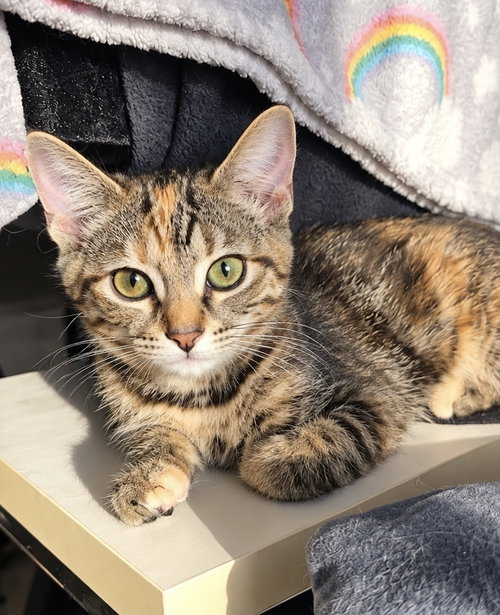 Peanut, a cat for adoption from Forever Fortunate Felines