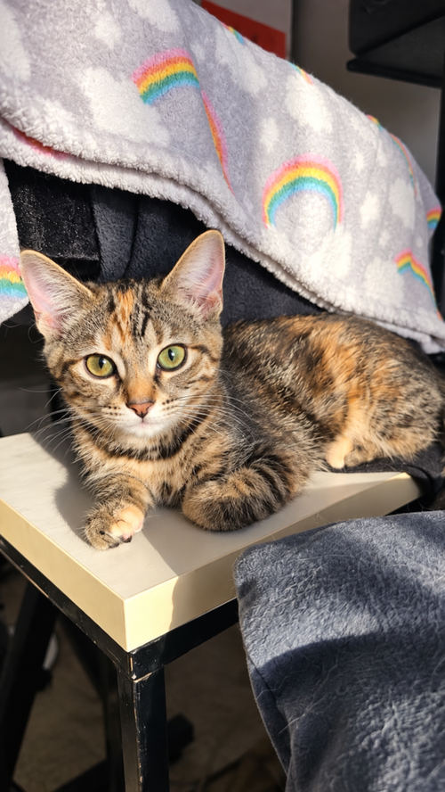 Photo 4 of Peanut