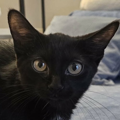 Sesame, a cat for adoption from Forever Fortunate Felines