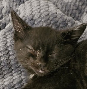 Photo 2 of Sesame