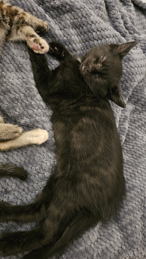 Photo 3 of Sesame