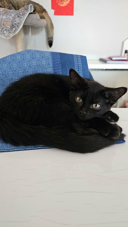 Photo 4 of Sesame