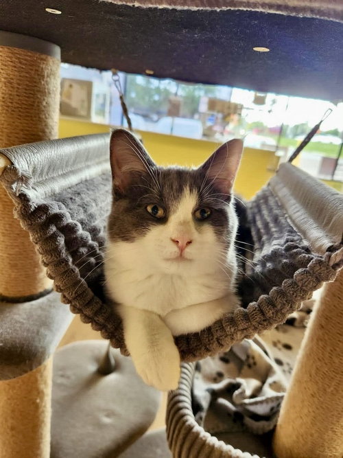 Flea, a cat for adoption from Forever Fortunate Felines