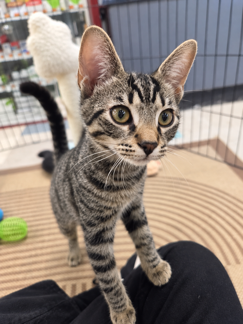 Skeeter, a cat for adoption from Forever Fortunate Felines