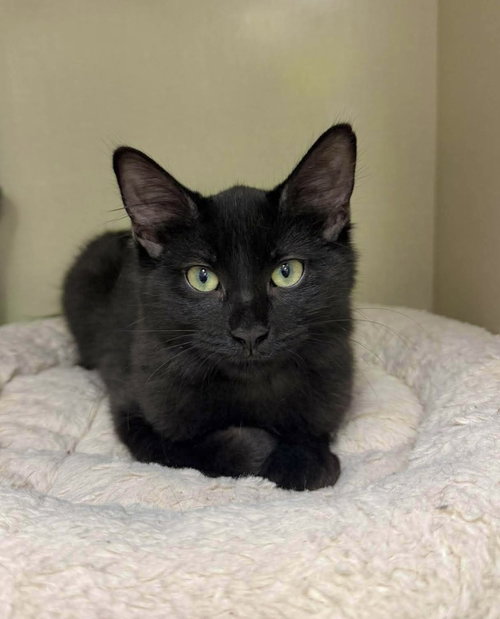 Murph, a cat for adoption from Forever Fortunate Felines