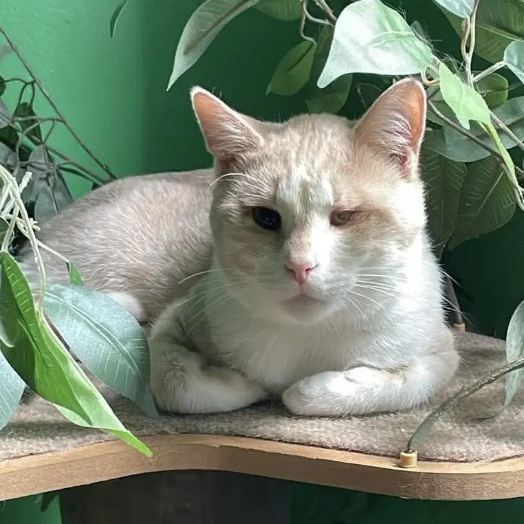 Captain Morgan - Domestic Short Hair