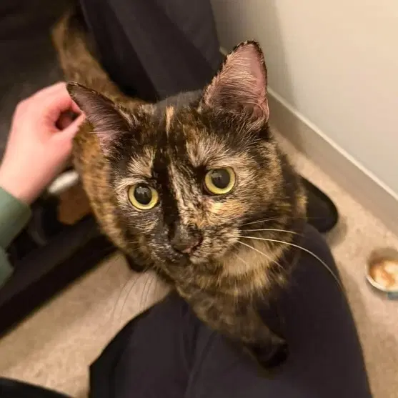 Cashmere - Domestic Short Hair