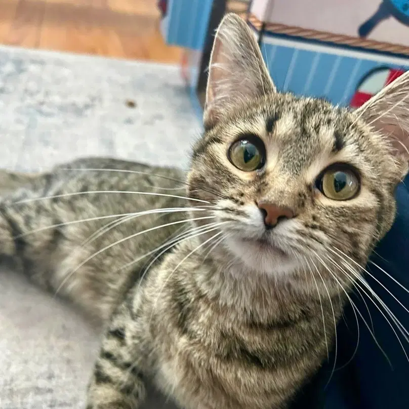 Alice - Domestic Short Hair