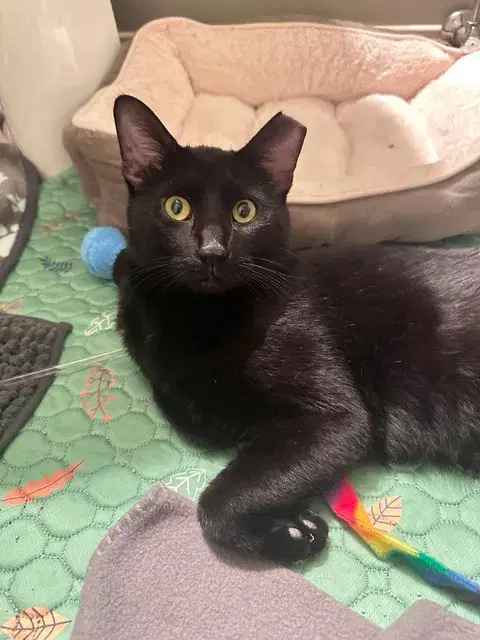 Denny Aka Dennis The Menace - Domestic Short Hair