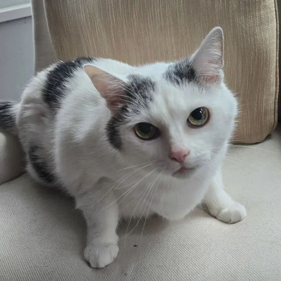 Kitty - Domestic Medium Hair