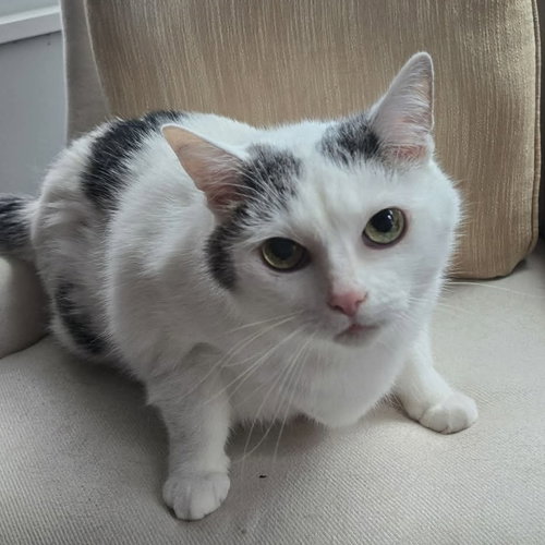 Kitty, a cat for adoption from Forever Fortunate Felines