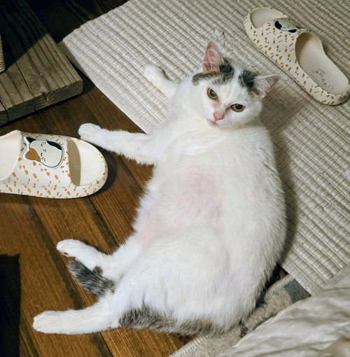 Photo 3 of Kitty