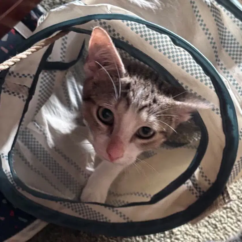 Michael - Domestic Short Hair