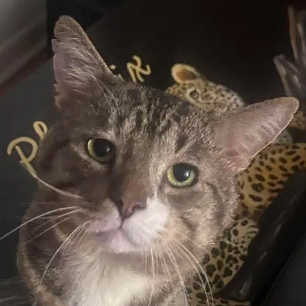 Milos - Domestic Short Hair