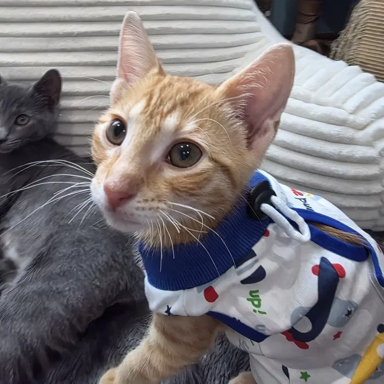 Durango Rango - Domestic Short Hair