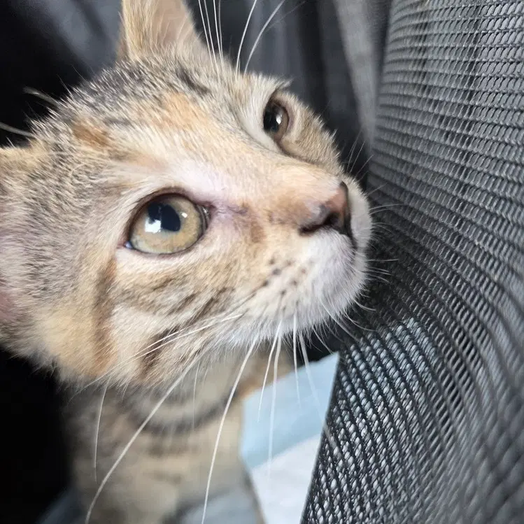 Snapper Aka Elaine - Domestic Short Hair