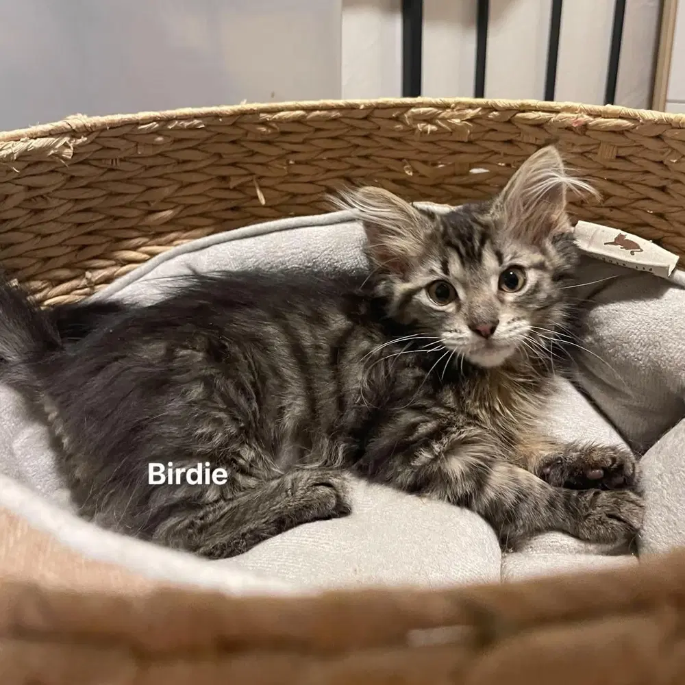 Birdie - Maine Coon