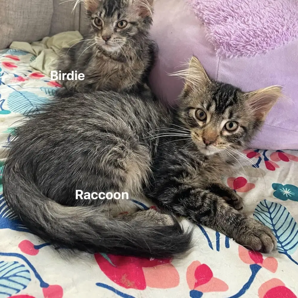 Raccoon - Maine Coon