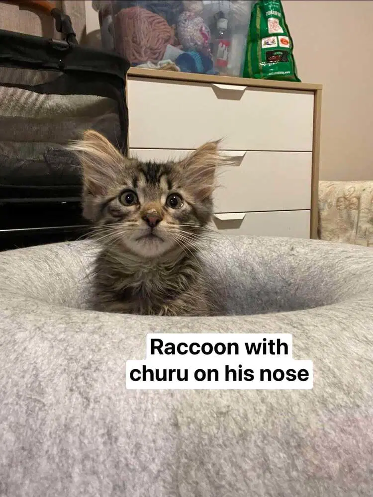 Raccoon image 2