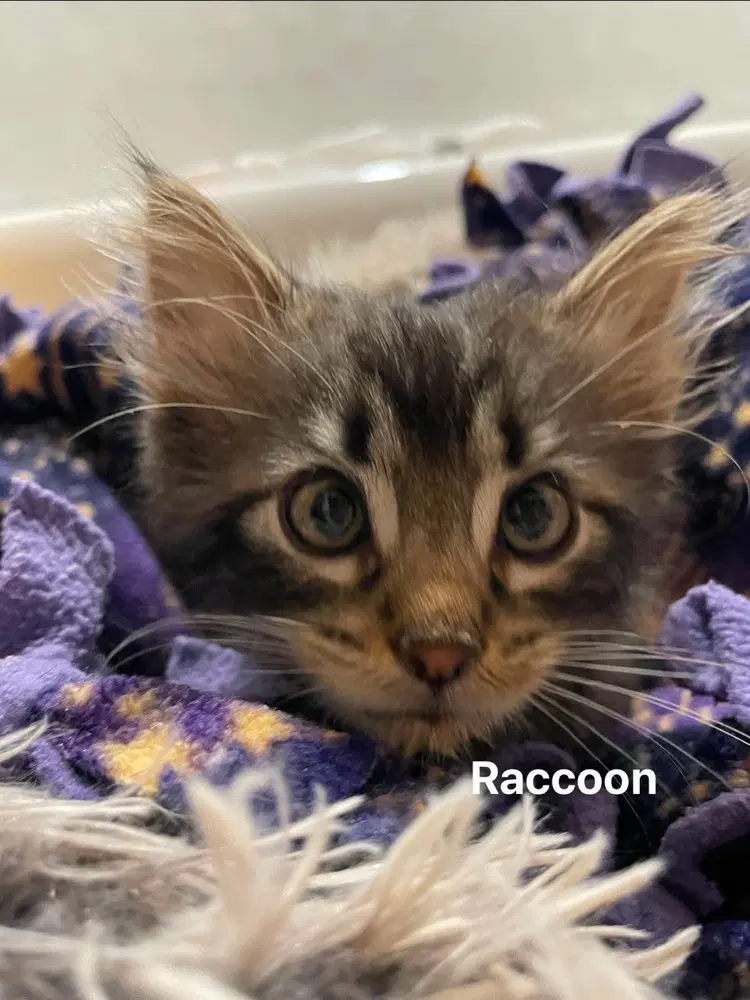 Raccoon image 3
