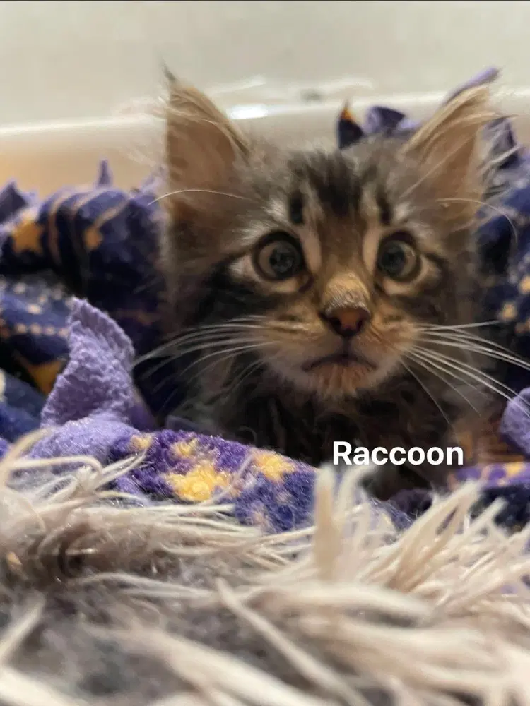 Raccoon image 4