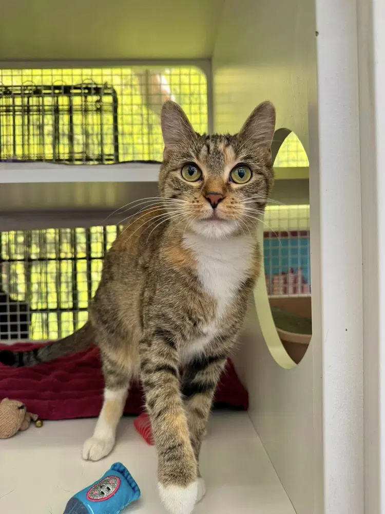 Mayia - Domestic Short Hair