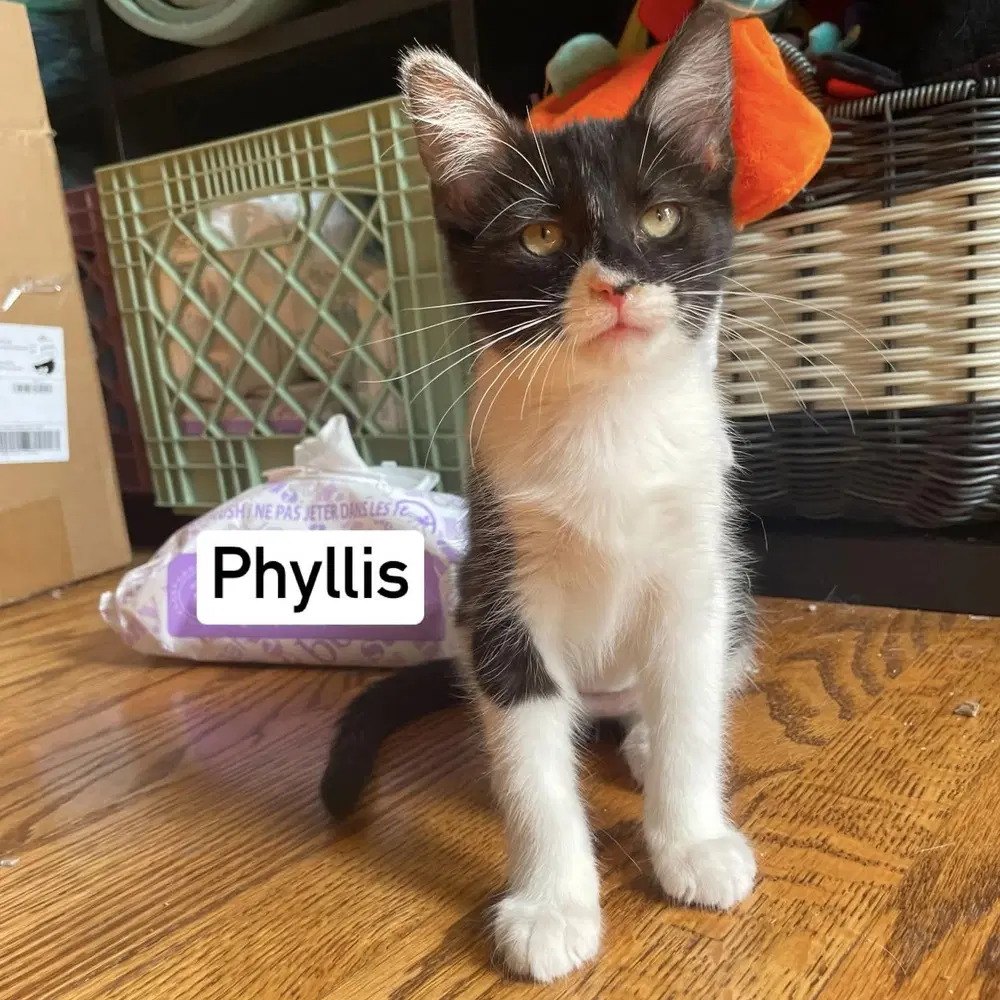 Phyllis image 1