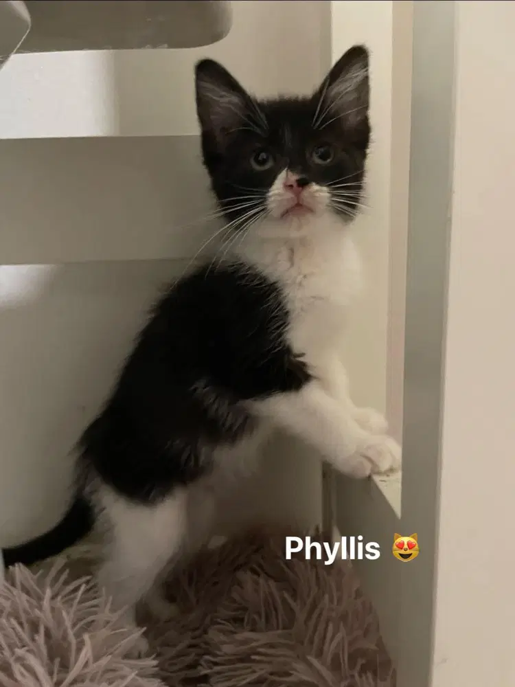 Phyllis image 2