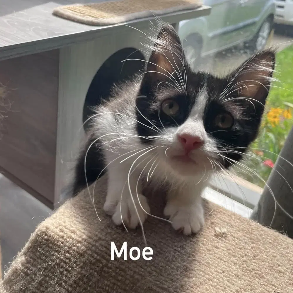 Moe image 1