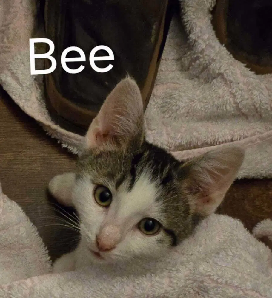Bee image 3