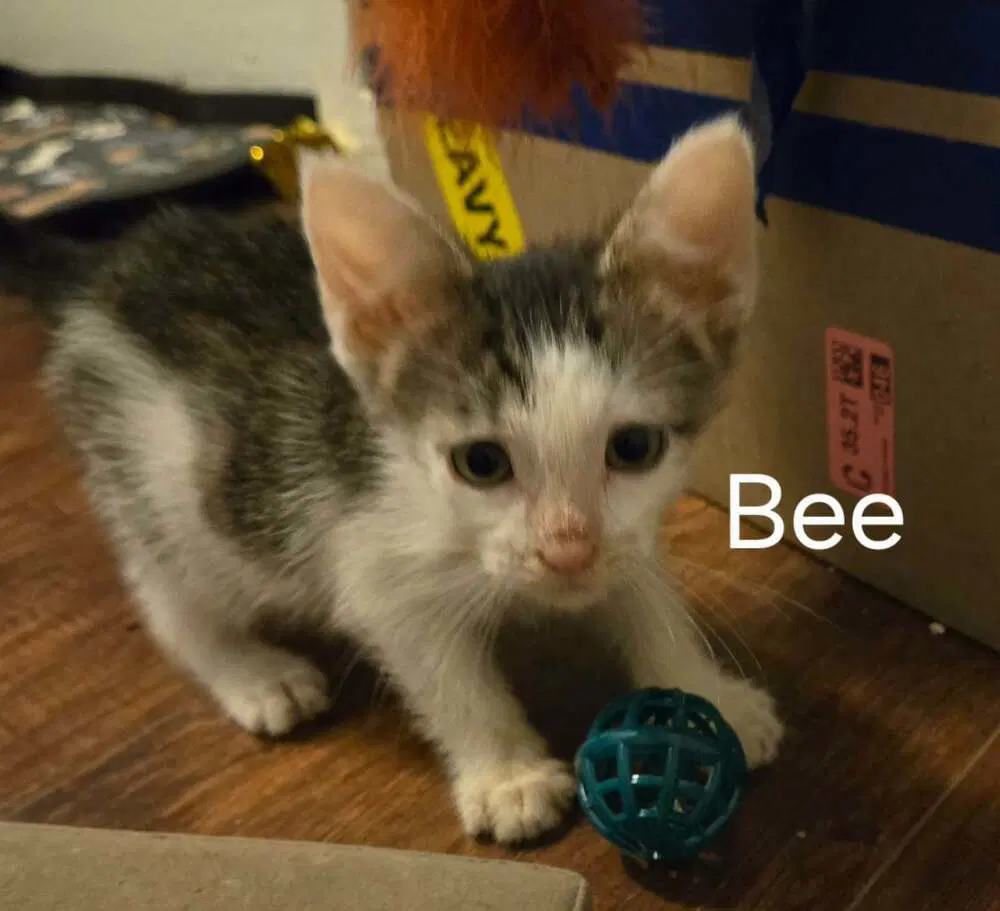 Bee image 4