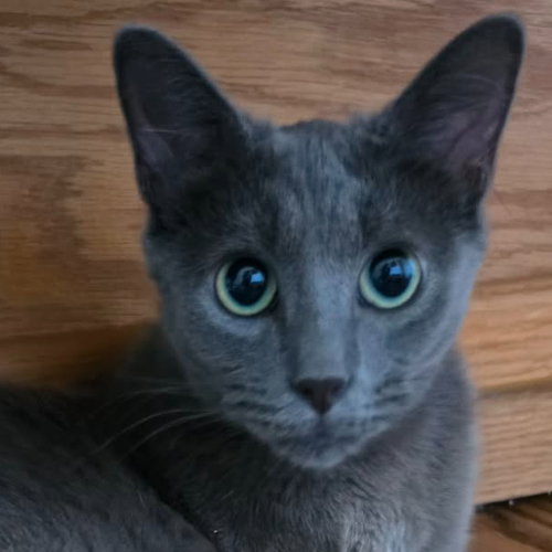 picture of the cat needing adoption