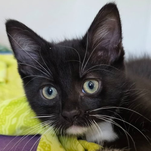 picture of the cat needing adoption