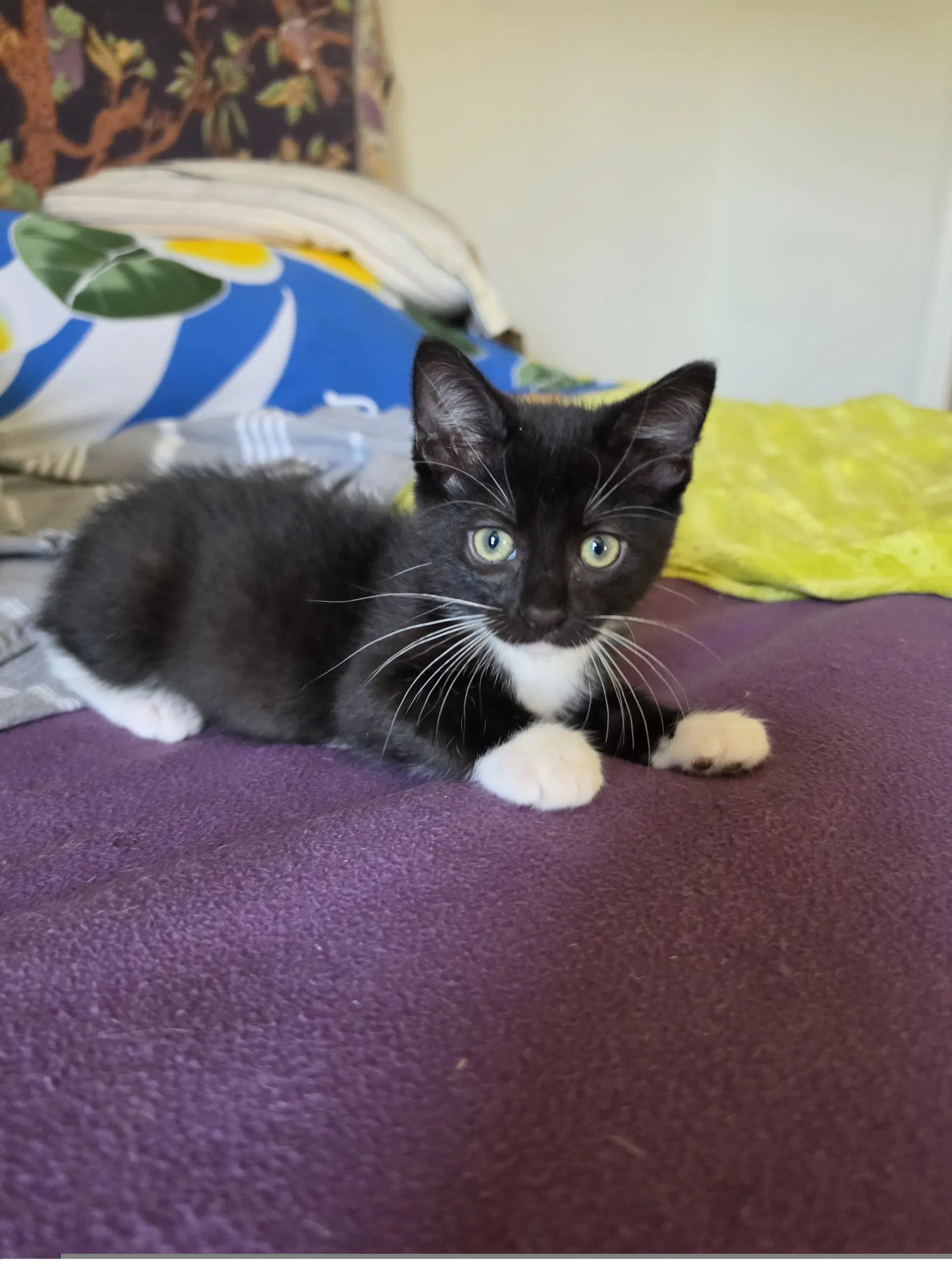 Tuxie Samie image 3