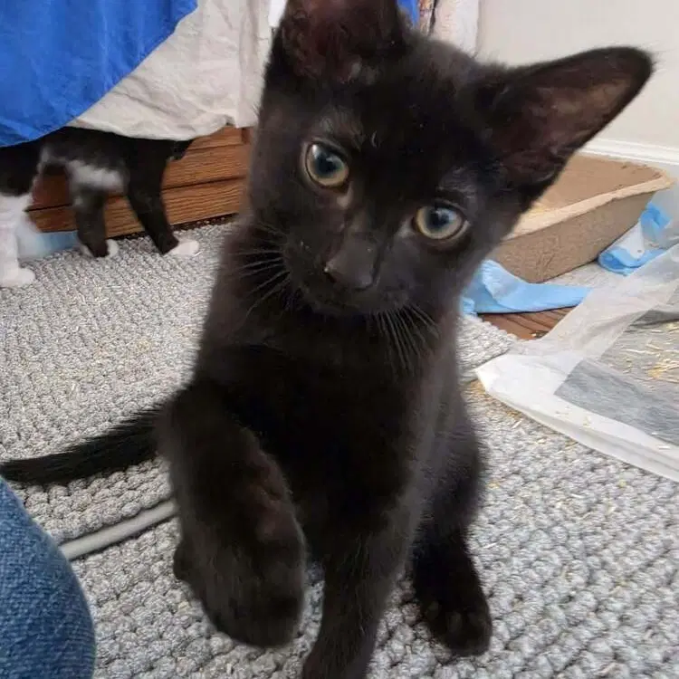 Gigi image 1