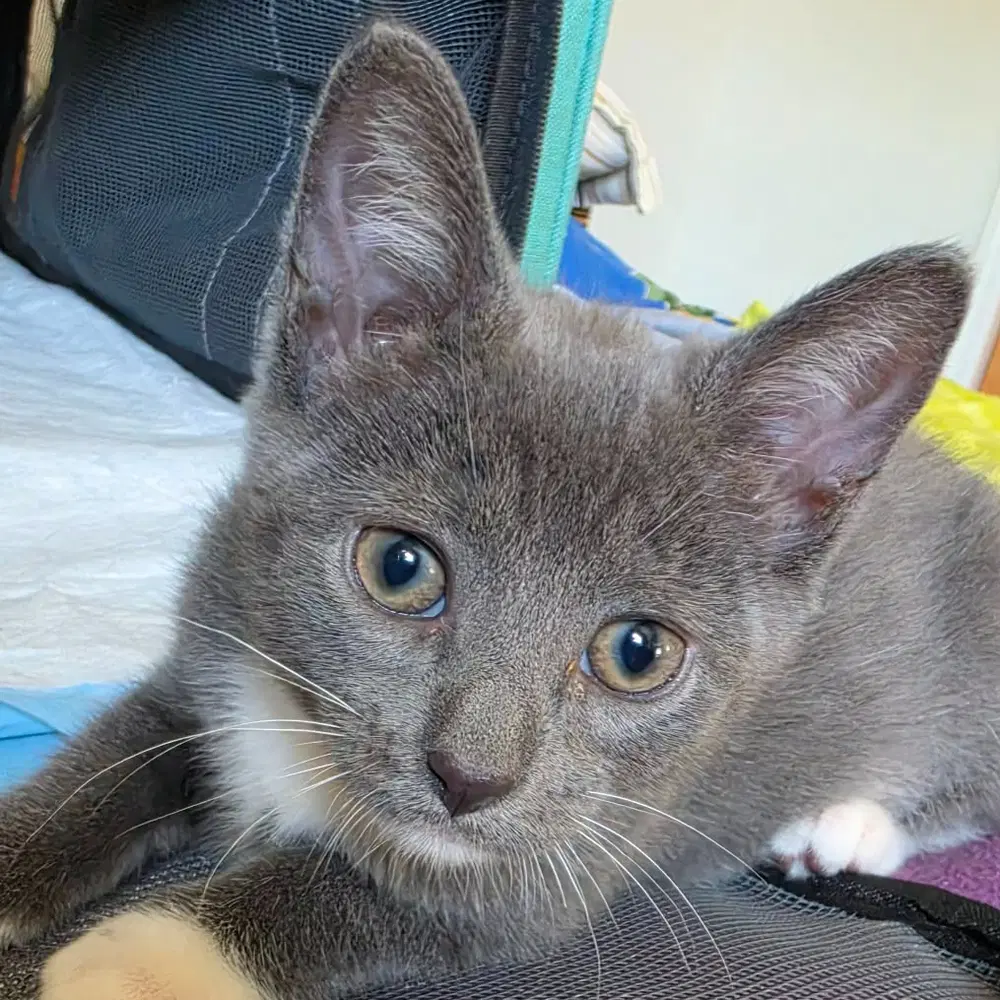 Cece image 1
