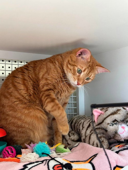 picture of the cat needing adoption