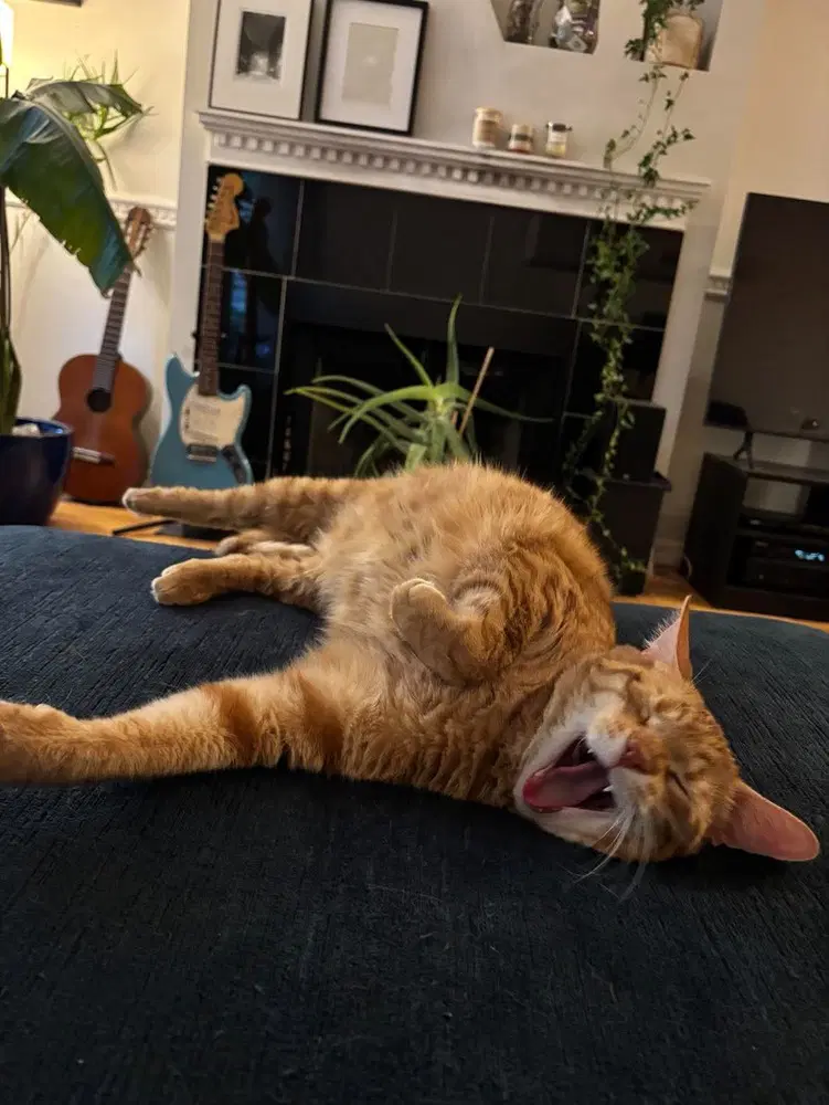 Coffee - Domestic Short Hair