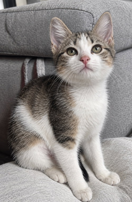 Loca, a cat for adoption from Forever Fortunate Felines