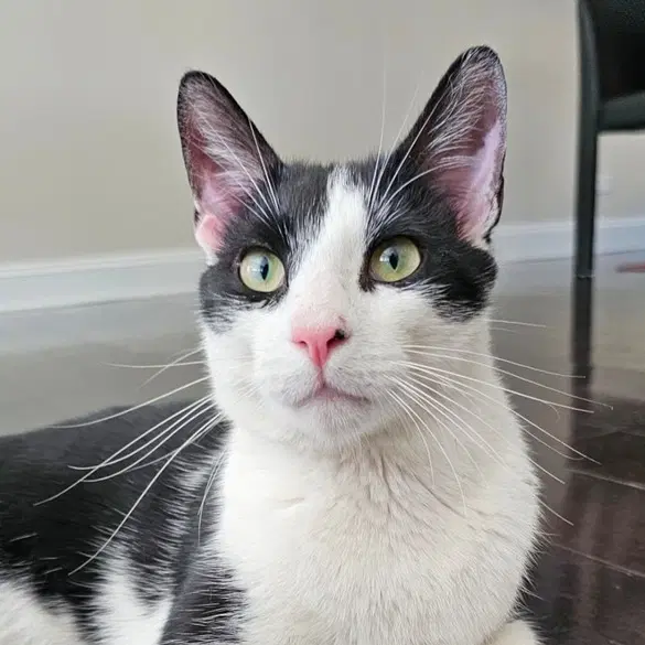 Romeow - Domestic Short Hair