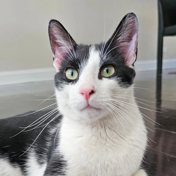 Romeow