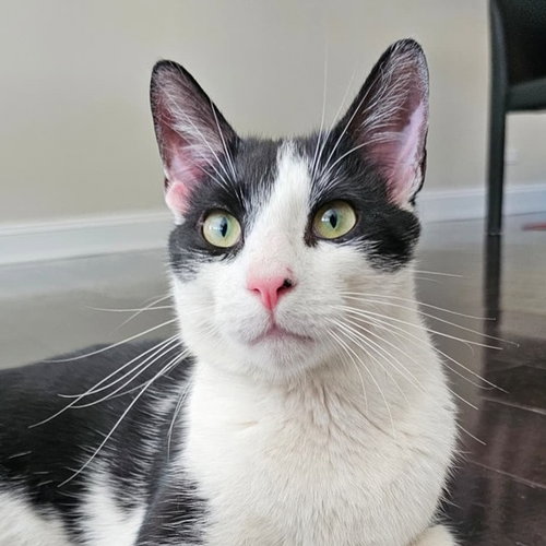 picture of the cat needing adoption