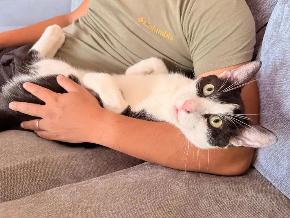 Romeow image 2