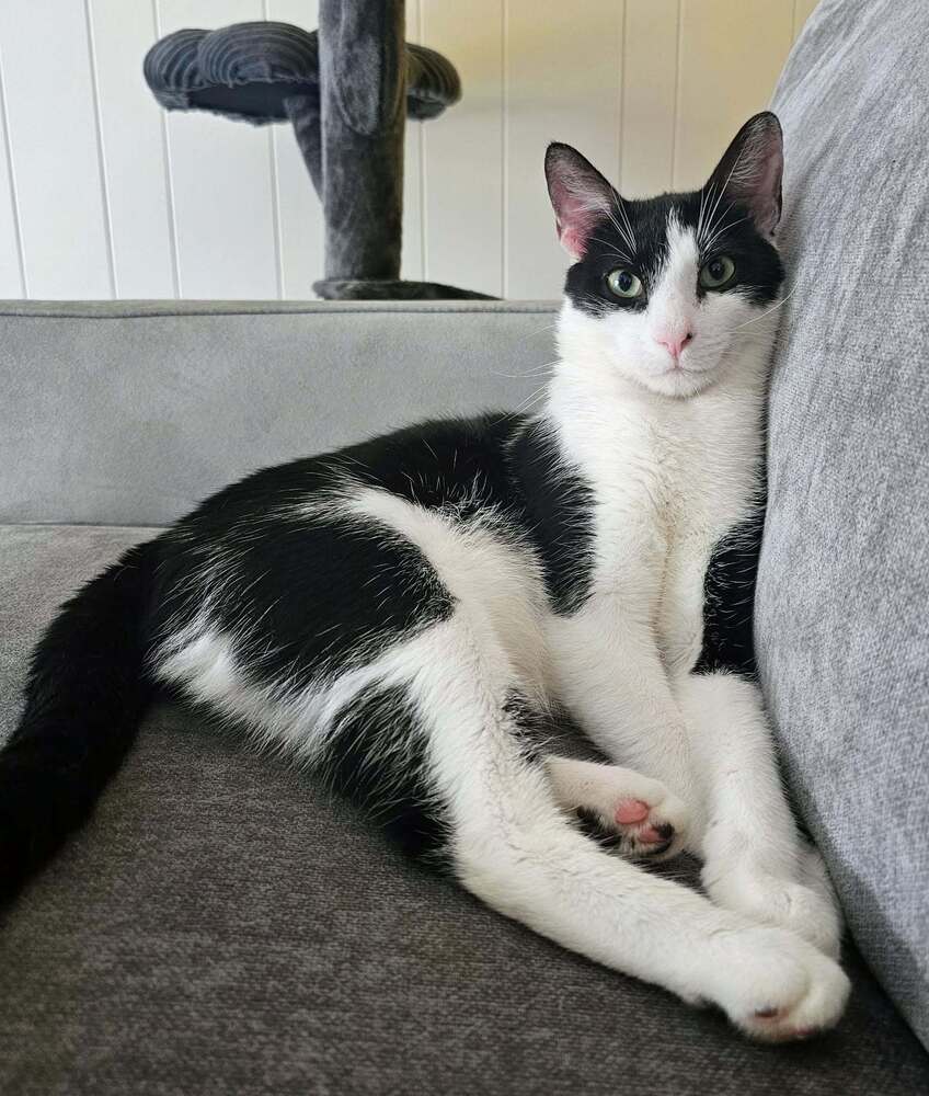 Romeow image 3