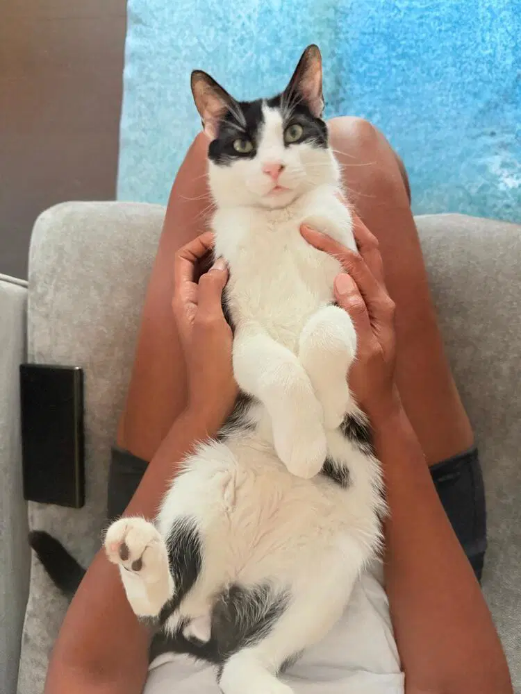 Romeow image 4
